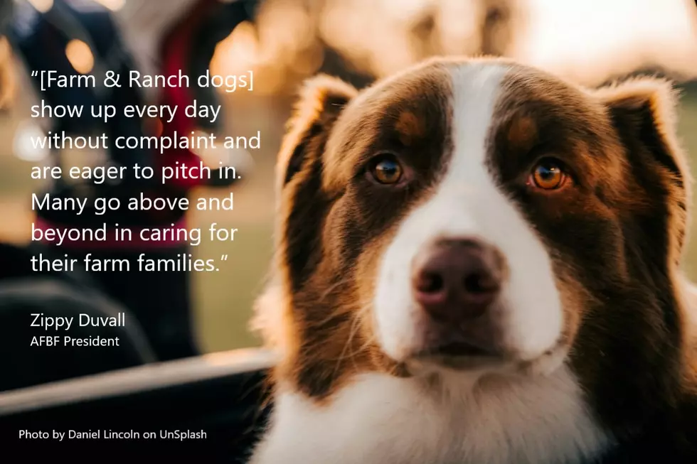 Is Your Dog the 2026 Farm Bureau Farm Dog of the Year?