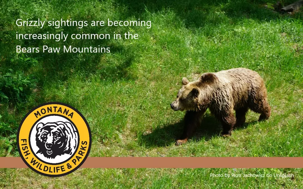 Grizzly Sighted in the Bears Paw Mountains