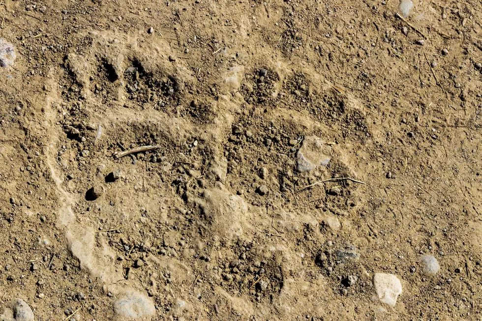 Grizzly Bear Activity In The Area!